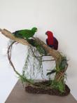 Eclectus Parrots - adult pair, male and female - Eclectus