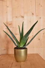 Aloe Vera in gouden pot - Warentuin Natuurlijk, Huis en Inrichting, Kamerplanten, Verzenden