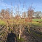 Japanse Sierkers - Prunus Serrulata Kanzan - Hoogte: 200 - 2, Ophalen of Verzenden