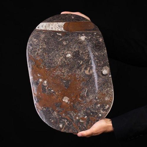 Vaatwerk in lastra-matrix brandstof - Fossiele plaatmatrix -, Verzamelen, Mineralen en Fossielen