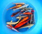 Hirasawa Marusei 28-35cm (Japanse Koi), Karper of Koi