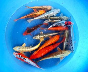 Hirasawa Marusei 28-35cm (Japanse Koi) beschikbaar voor biedingen