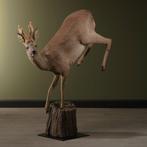 Reebok Springend Taxidermie Opgezette Dieren By Max, Ophalen of Verzenden, Nieuw, Wild dier, Opgezet dier