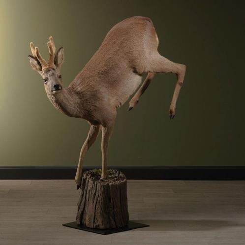 Reebok Springend Taxidermie Opgezette Dieren By Max, Verzamelen, Dierenverzamelingen, Opgezet dier, Nieuw, Wild dier, Ophalen of Verzenden