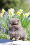 Dwergkees | Pomeriaan | Pomeranian | Stamboom | Puppy
