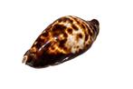 Vriends Cowrie / GEM / donker patroon Taxidermie, Verzamelen, Nieuw