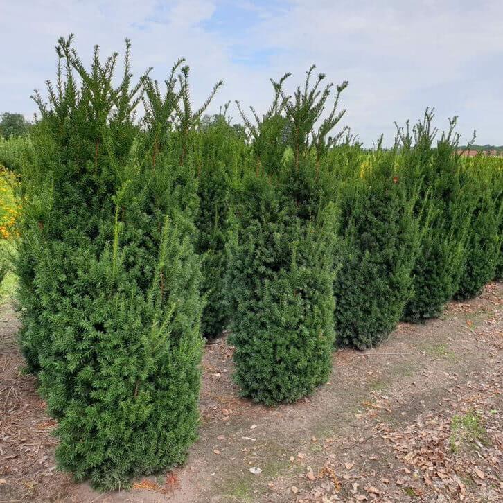Taxus Media Hillii 80-100 cm, Tuin en Terras, Planten | Struiken en Hagen