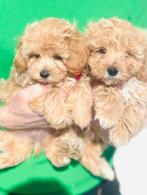 Prachtige, gezonde maltipoo pups, maltezer x toy poedel, Dieren en Toebehoren, Honden | Chihuahua's en Gezelschapshonden, Parvo