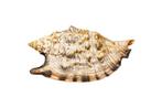 Pflug-Konk Taxidermie wandmontage - Strombus aratrum ***OHNE, Verzamelen, Nieuw