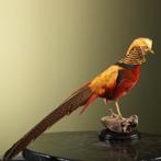 Goudfazant Taxidermie Opgezette Dieren By Max, Ophalen of Verzenden, Nieuw, Vogel, Opgezet dier
