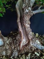 Elm Bonsai – Verzamelstuk - Hoogte (boom): 40 cm - Diepte