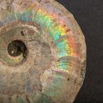 Uitgestorven schelp - Regenboog ammoniet - Fossiel skelet -, Verzamelen, Mineralen en Fossielen