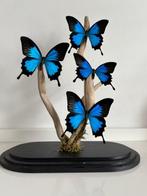 Papilio ulysses Taxidermie volledige montage - Ulysses - 40, Nieuw