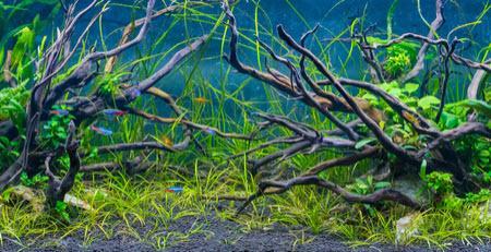 Drift wood 30-50cm (decoratie, Hardscaping), Dieren en Toebehoren, Vissen | Aquaria en Toebehoren, Nieuw, Verzenden