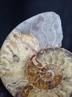 Beautiful big Ammonite - Gefossiliseerd dier - Aioloceras