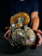 Belangrijk Albiano-blok - Gefossiliseerd dier - 26 cm - 23, Verzamelen, Mineralen en Fossielen
