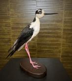 Mexicaanse Kluut Taxidermie Opgezette Dieren By Max, Verzamelen, Dierenverzamelingen, Ophalen of Verzenden, Nieuw, Vogel, Opgezet dier