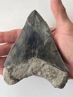 Megalodon tand 12,9 cm - Fossiele tand - Carcharocles