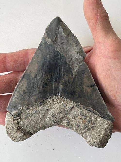 Megalodon tand 12,9 cm - Fossiele tand - Carcharocles, Verzamelen, Mineralen en Fossielen