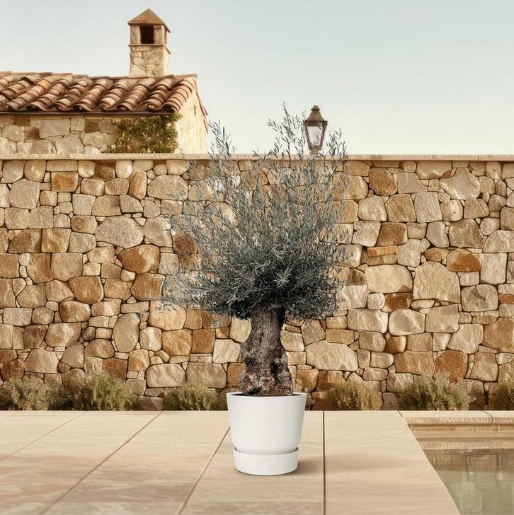Olea Europaea Bonsai | 270cm - Ø80cm, Huis en Inrichting, Kamerplanten, Verzenden
