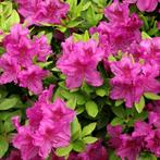 Rhododendron Azalea Koningsstein - Potmaat 2 liter, Tuin en Terras, Planten | Tuinplanten, Ophalen of Verzenden
