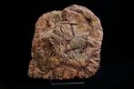 Exclusieve enorme zeelelieplaat - Gefossiliseerde plant -