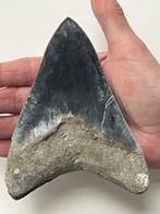 Grote Megalodon tand 13,3 cm - Fossiele tand - Carcharocles, Verzamelen