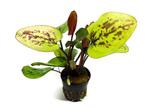 AQUAlook Echinodorus chocolate marble | Zwaardplant | in 5, Dieren en Toebehoren, Nieuw, Ophalen of Verzenden