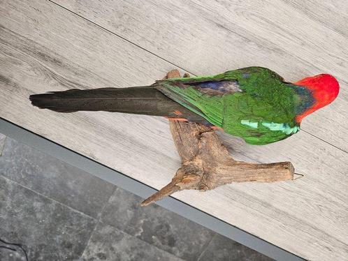 Australische -koningsparkiet Taxidermie volledige montage -, Verzamelen, Dierenverzamelingen