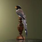 Roodsnavelkitta Taxidermie Opgezette Dieren By Max, Ophalen of Verzenden, Nieuw, Vogel, Opgezet dier