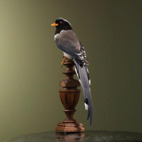 Roodsnavelkitta Taxidermie Opgezette Dieren By Max, Verzamelen, Dierenverzamelingen, Opgezet dier, Nieuw, Vogel, Ophalen of Verzenden