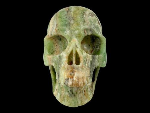 Kiwi Calciet Schedel Museumkwaliteit Gesneden schedel -, Verzamelen, Dierenverzamelingen