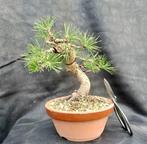 Den bonsai (Pinus) - Hoogte (boom): 25 cm - Diepte (boom):