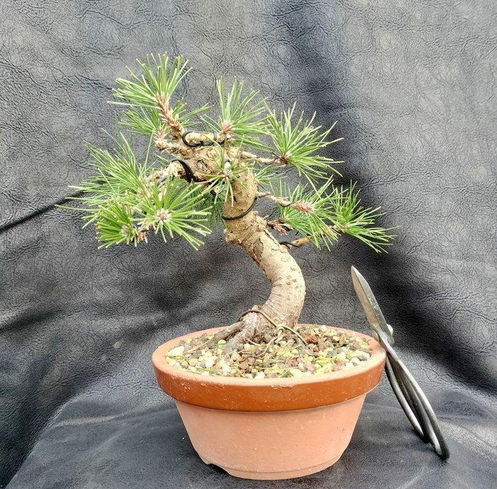 Den bonsai (Pinus) - Hoogte (boom): 25 cm - Diepte (boom):, Antiek en Kunst, Curiosa en Brocante