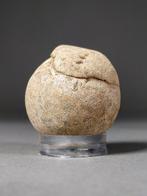 Zeeschildpad ei - Gefossiliseerd ei - Panchelonioidea sp. -