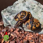 python regius, Slang, Tam, 0 tot 2 jaar