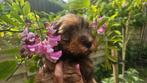Mini Labradoodletje pups. F7 x pure Australian met stamboom, Parvo, Nederland, Overige rassen, 8 tot 15 weken