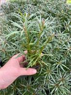 Eustralis Stellata Grof (Aquariumplanten), Dieren en Toebehoren, Verzenden, Nieuw, Plant(en), Steen of Hout
