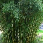 Niet woekerende bamboe (fargesia) - winterhard, Haag, Bamboe, Ophalen of Verzenden, 100 tot 250 cm