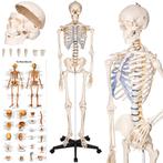Anatomie skelet met spier- en bot markering - wit, Hobby en Vrije tijd, Overige Hobby en Vrije tijd, Nieuw, Verzenden