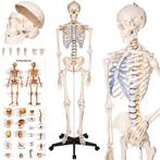 Anatomie skelet - wit, Hobby en Vrije tijd, Verzenden, Nieuw