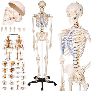 Anatomie skelet - wit beschikbaar voor biedingen
