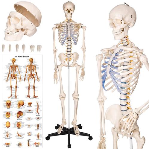 Anatomie skelet - wit, Hobby en Vrije tijd, Overige Hobby en Vrije tijd, Verzenden