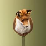 Vos Taxidermie Opgezette Dieren By Max, Verzamelen, Dierenverzamelingen, Ophalen of Verzenden, Nieuw, Wild dier, Opgezet dier