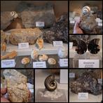Oude fossielenverzameling, ongeveer 20 stuks. - Fossiele