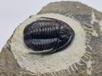 Trilobiet - Gefossiliseerd dier - Cornuproetus sp. - 8.5 cm