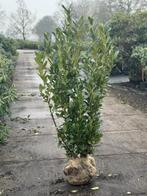 Mooie, sterke Prunus Laurier ‘Genolia’ (125-150 cm hoog), Tuin en Terras, Laurier, Haag, 100 tot 250 cm