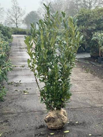 Mooie, sterke Prunus Laurier ‘Genolia’ (125-150 cm hoog) beschikbaar voor biedingen