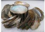 Mossel Zoetwater 1 kilo Mossel Oester om te beschilderen, Ophalen of Verzenden, Nieuw