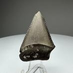 Witte haai - Fossiele tand - 4 cm - 2.8 cm (Zonder, Verzamelen, Mineralen en Fossielen